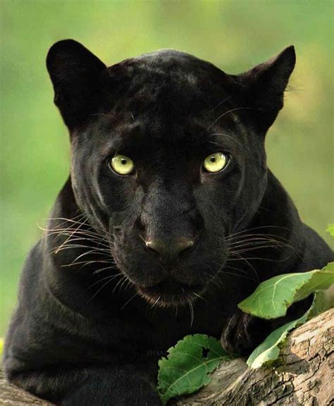pantera negra animal